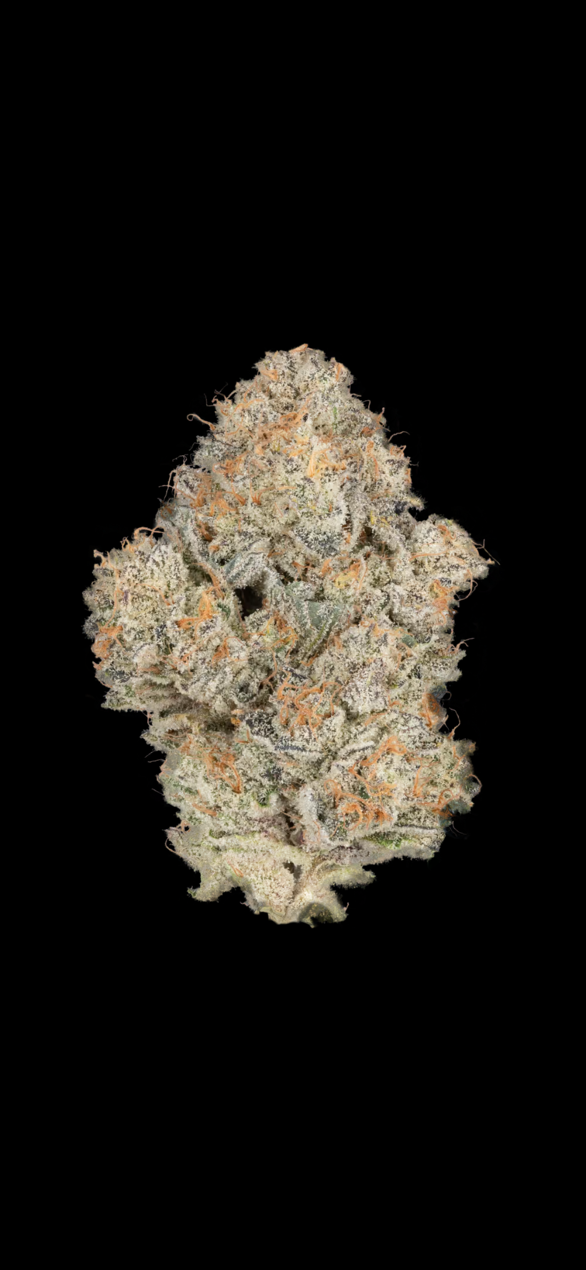 CBX 3.5g Mount Zereal Kush (h)
