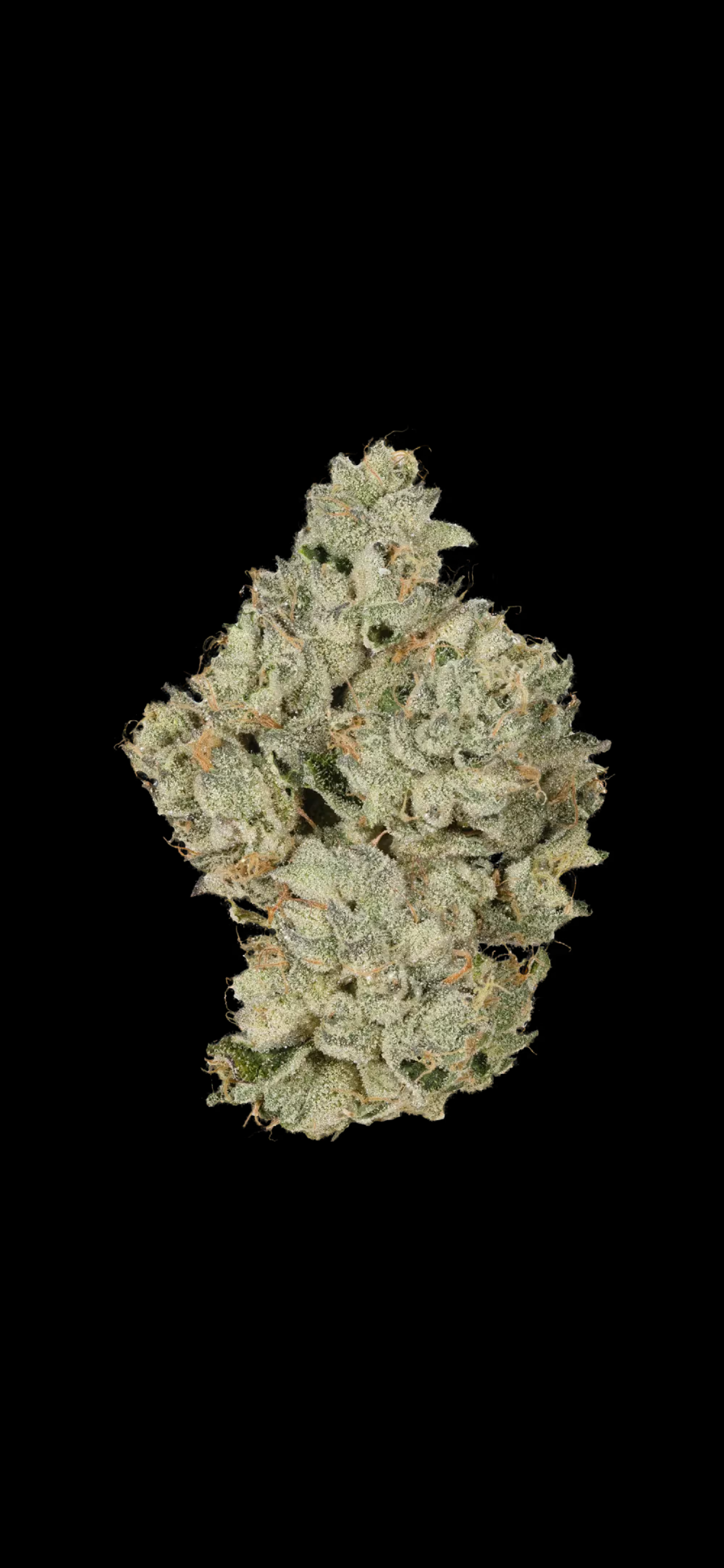 CBX 3.5g Blue Flame OG (I)