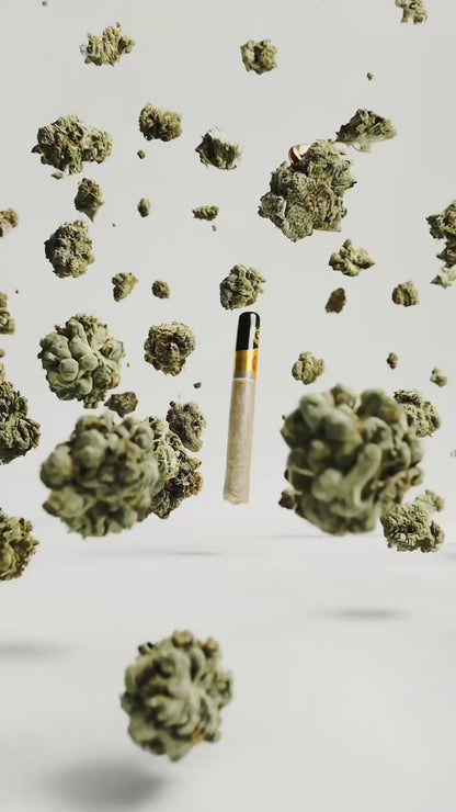 HITZOCRISTO Dabtip Pre Roll