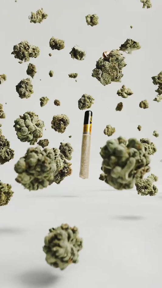 HITZOCRISTO Dabtip Pre Roll